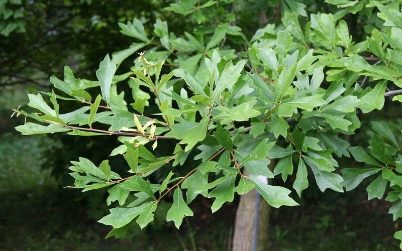 Quercus Nigra (Water Oak)