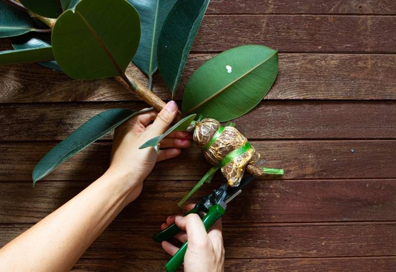 How to Prune a Rubber Plant So It Becomes More Bushy 3