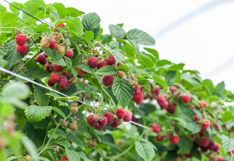 10 Best Fruits And Berries For Containers And 5 Tips For Growing Them In Pots 12 Raspberries