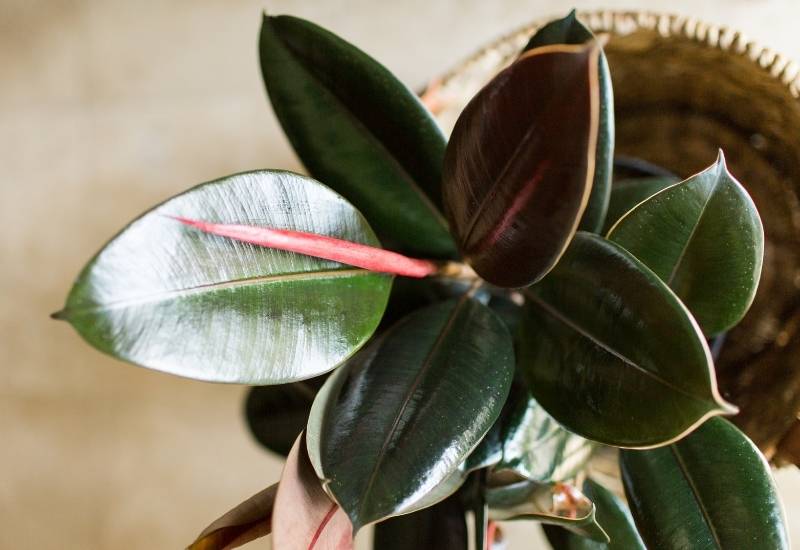 How to Prune a Rubber Plant So It More Bushy