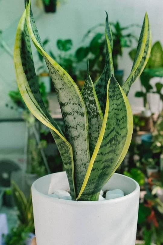13 Gorgeous Indoor Plants That Don’t Need Sunlight To Grow 12 Sansevieria Trifasciata