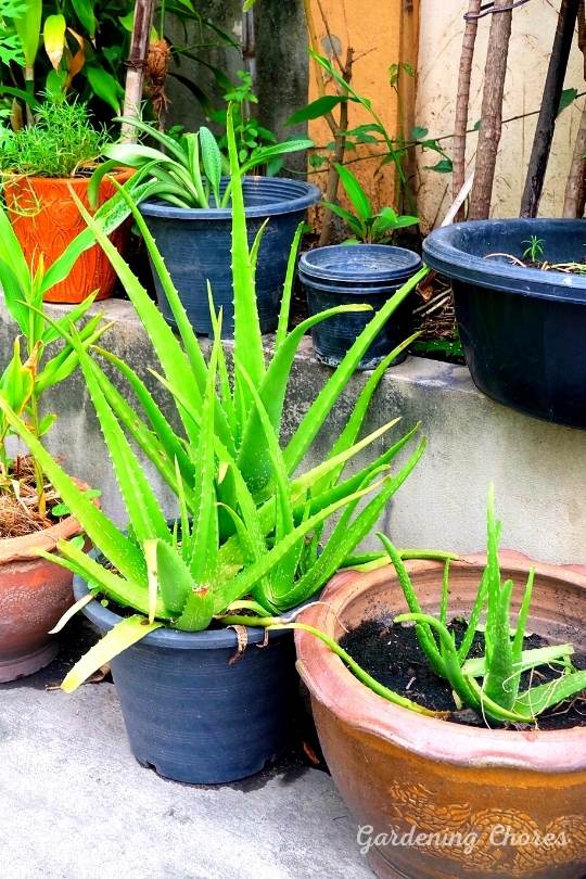 How Fast Does Aloe Vera Grow And How To Grow Them Faster? 1