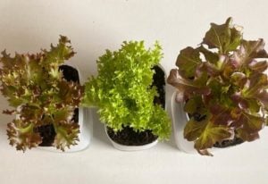 Self Watering Planters: How They Work, DIY Option And Tips For Use