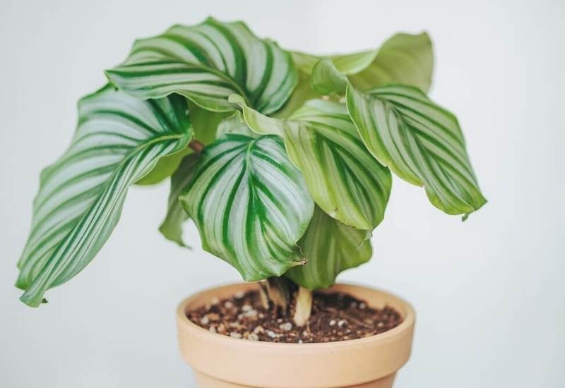 Calathea Orbifolia Care Tips to Help Your Plant Thrive in Your House 1