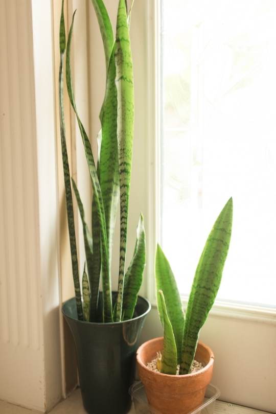 Snake Plant on sunny window