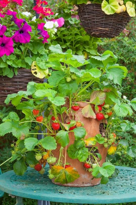 10 Best Fruits And Berries For Containers And 5 Tips For Growing Them In Pots 2