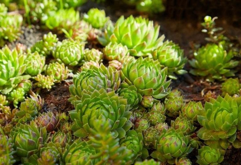 15 Great Succulent Ground Covers For Lush, LowWater Gardens