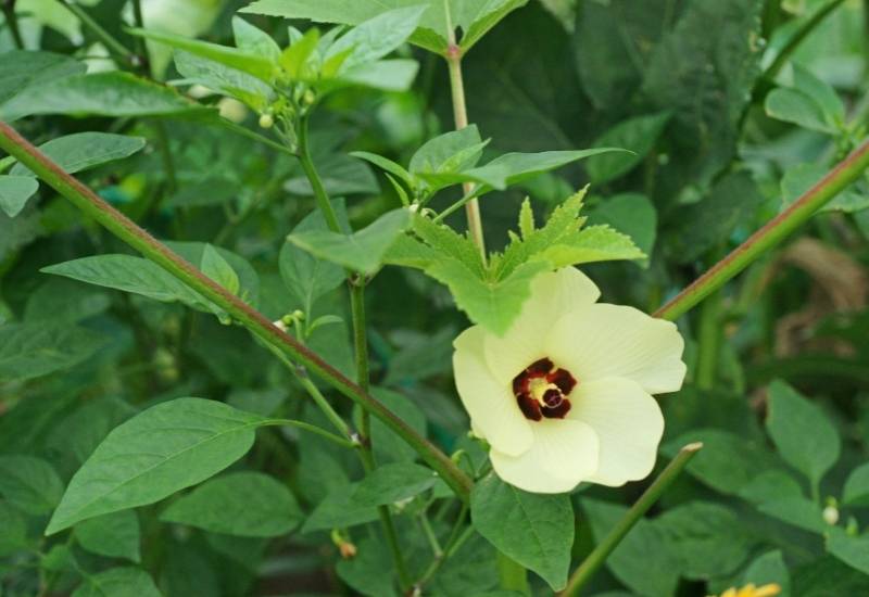 Sunset Muskmallow (Abelmoschus manihot) (1)