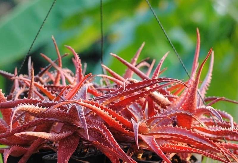 15 Attractive Aloe Plant Types And How To Grow Them 8