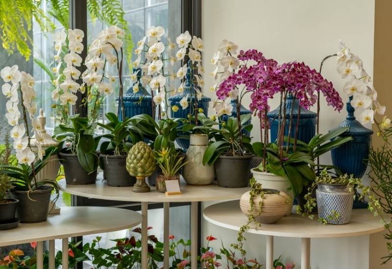 How Much Sunlight Do Orchids need To Thrive And Bloom? 1