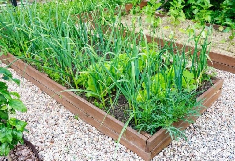 14 Best Companion Plants for Garlic And 6 To Avoid Planting Plant Near
