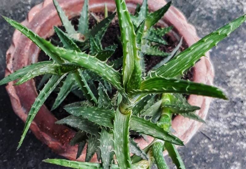 15 Attractive Aloe Plant Types And How To Grow Them 33