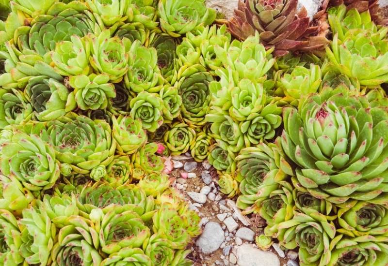 Tips For Growing Succulents As Groundcover