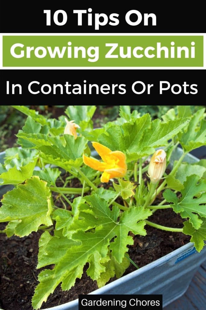Tips On Planting And Growing Zucchini In Containers Or Pots