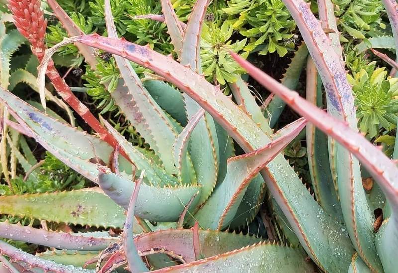 15 Attractive Aloe Plant Types And How To Grow Them 24