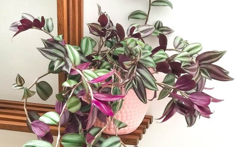 13 Gorgeous Indoor Plants That Don’t Need Sunlight To Grow 6 Tradescantia Zebrina