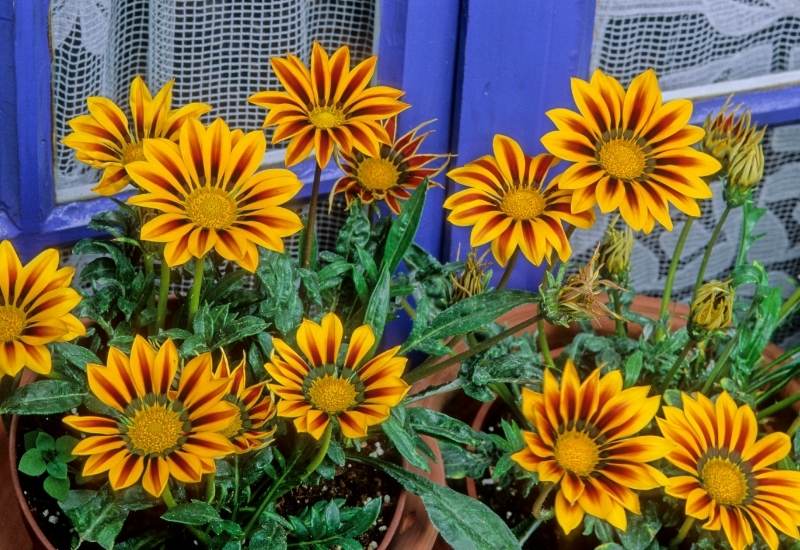 15 Heat-Tolerant Container Garden Plants That Will Thrive in Sunny Areas 6