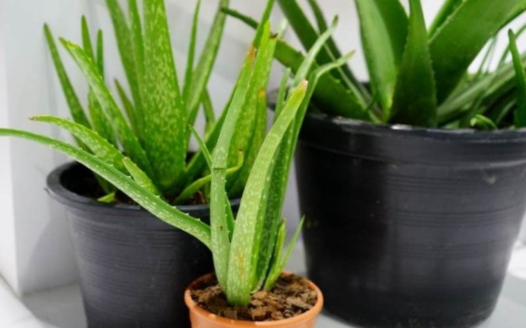 Types of Aloe Plants