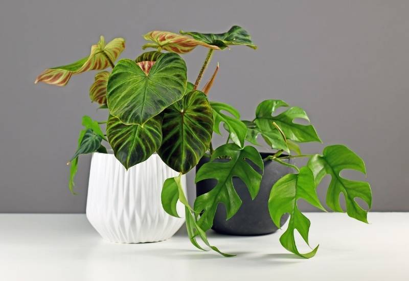 Non vining philodendra have a natural upright habit, so they need no support and they will not trail.