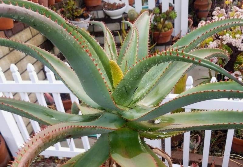 15 Attractive Aloe Plant Types And How To Grow Them 7