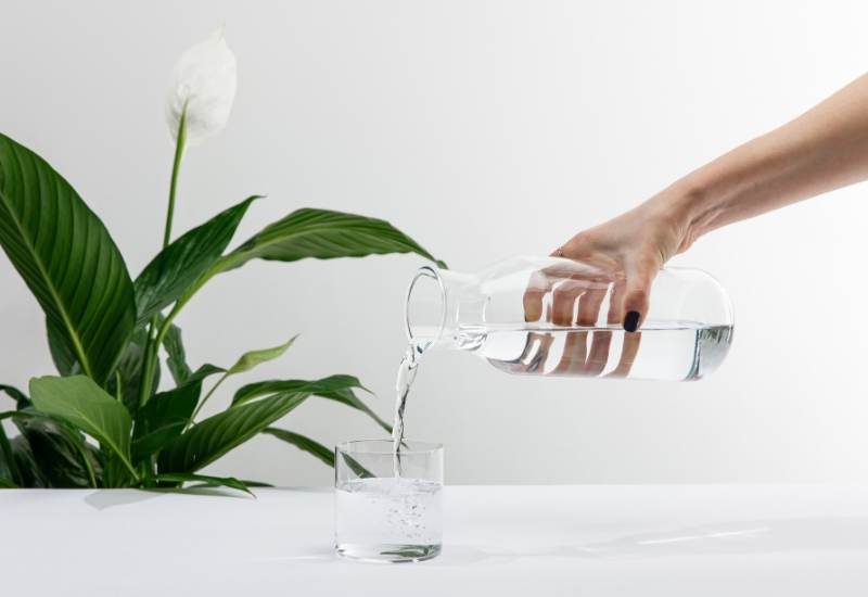 Use Good Quality Water For Your Peace Lily