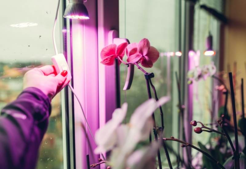How Much Sunlight Do Orchids need To Thrive And Bloom? 6