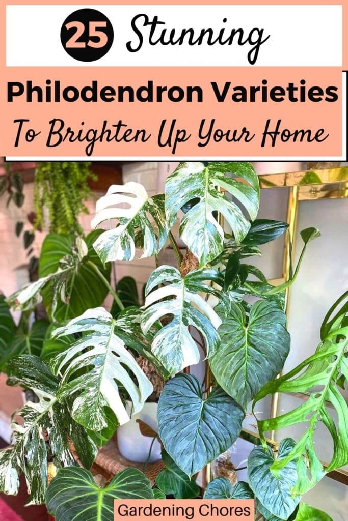 Varieties of Philodendron for Your Home