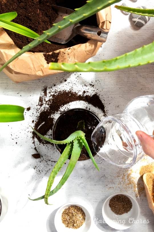 Water Aloe Vera Plants Deeply, But Infrequently