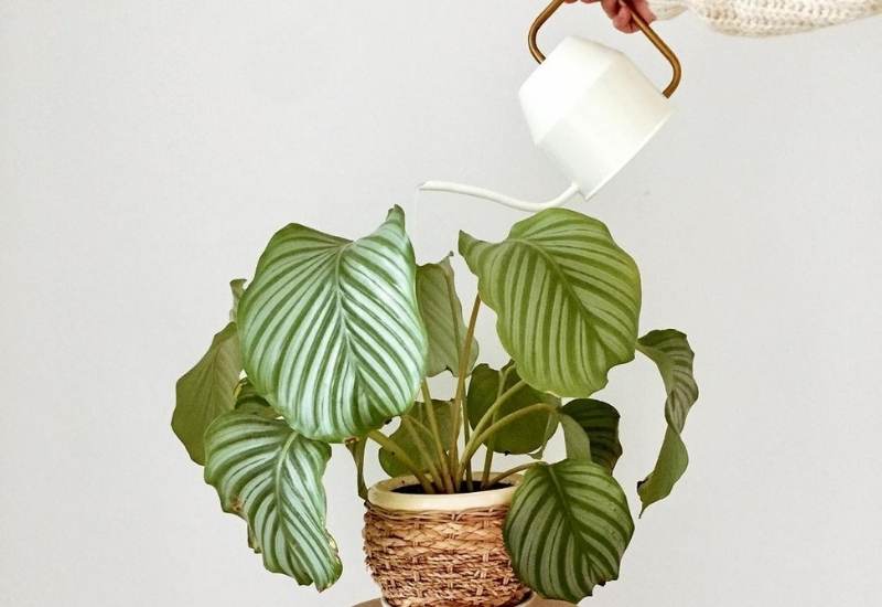 Calathea Orbifolia Care Tips to Help Your Plant Thrive in Your House 2