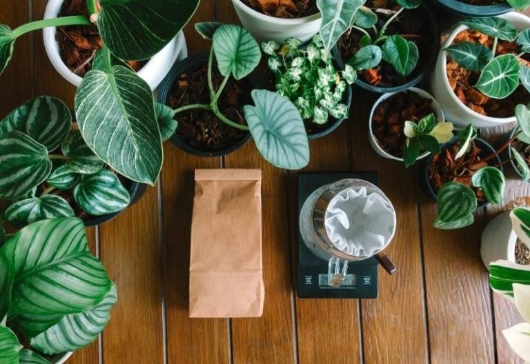 Plants That Like Coffee Grounds and How to Use Them