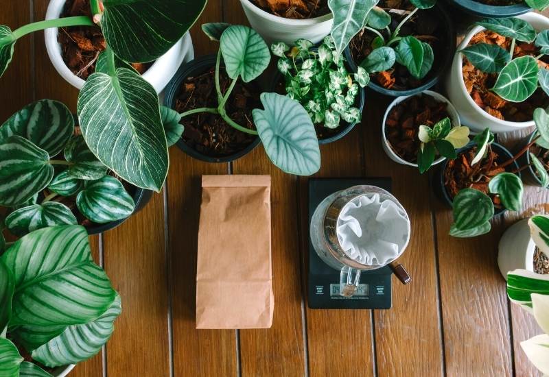 What Plants Like Coffee Grounds and How to Use Them