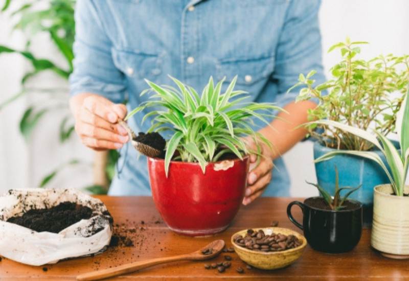 Why  Coffee Grounds  Are  Good  For  Plants