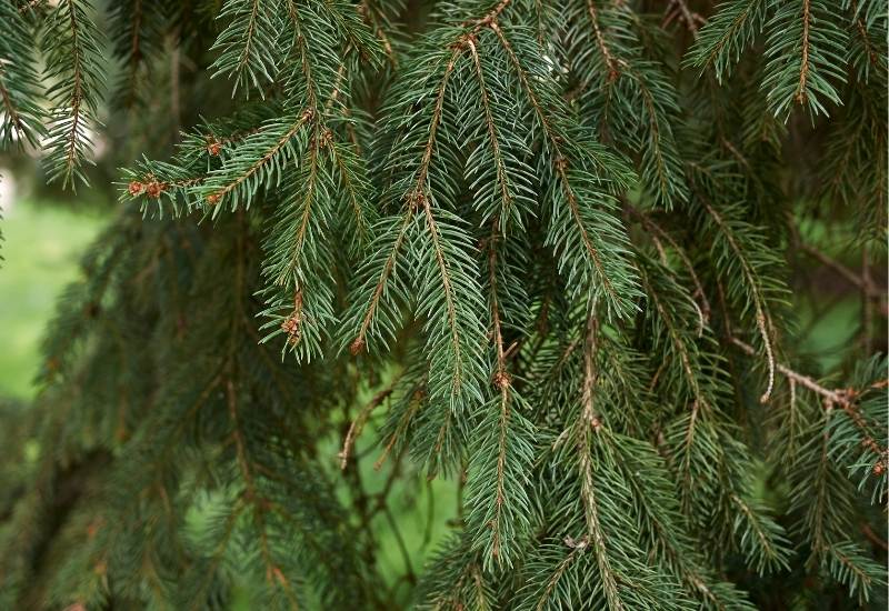 White Fir (Abies concolor)