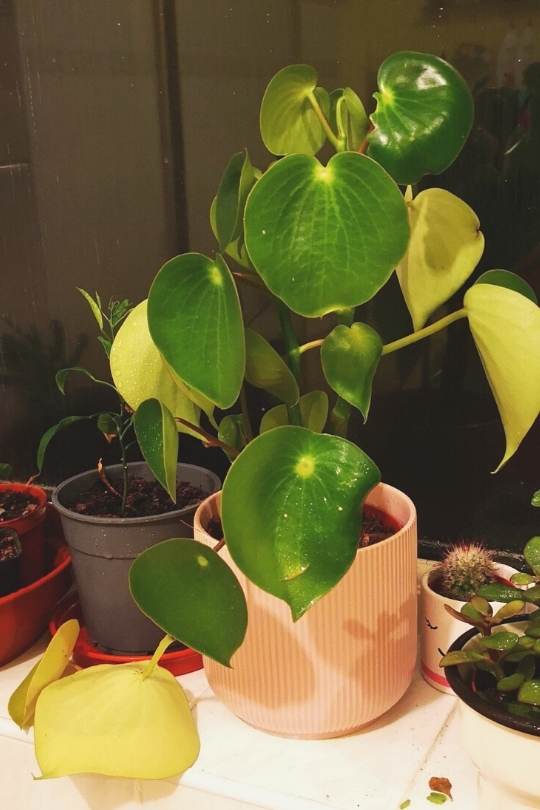 How to Plan, Grow and Care for Peperomia Indoors 3