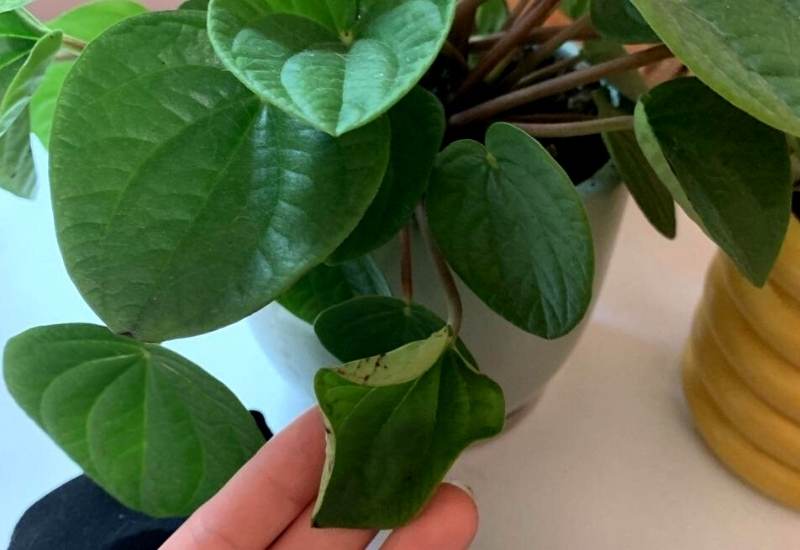How to Plan, Grow and Care for Peperomia Indoors 4