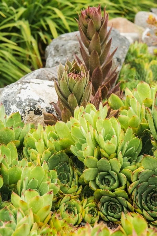 Why Succulents Make Good Ground Cover?