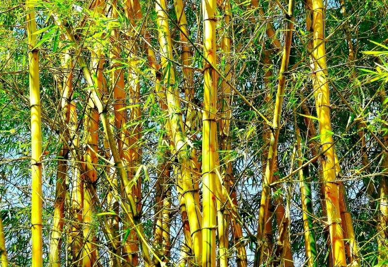 Yellow Grove Bamboo (Phyllostachys aureosulcata)