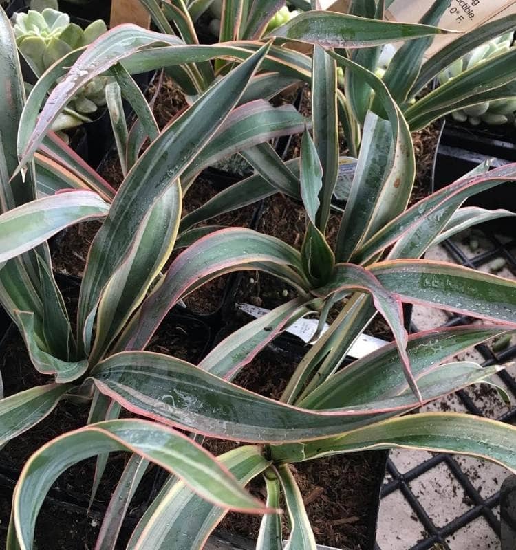 Yucca Glosripsa ‘Variegata