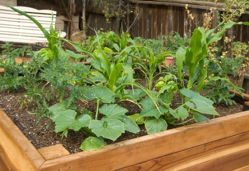 12 Great Companions For Zucchini & Summer Squash And 3 To Avoid