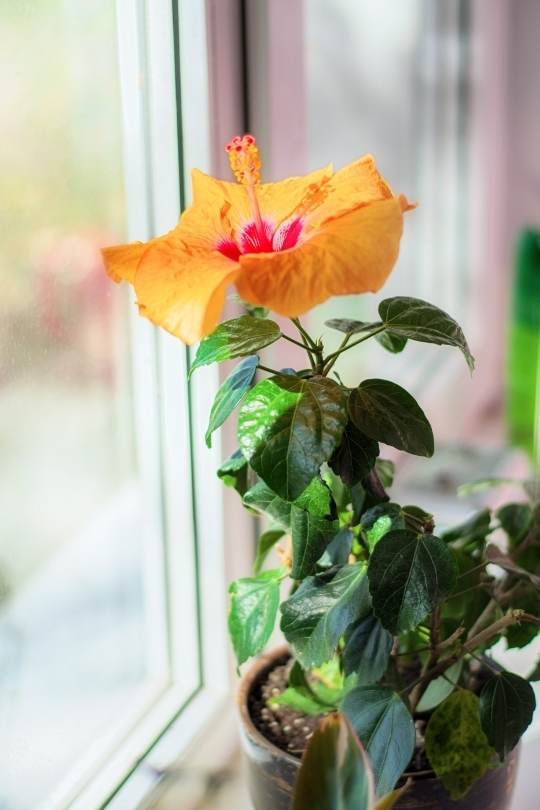hebiscus flower on the window