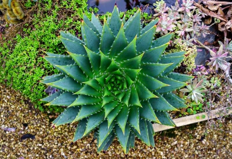 spiral aloe polyphylla leaves 