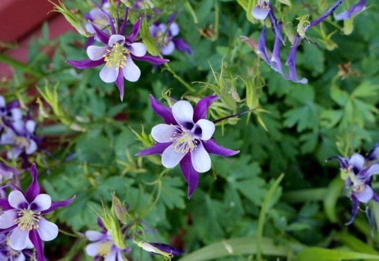 20 Super Easy To Grow Flowers For FirstTime Gardeners Gardening Chores