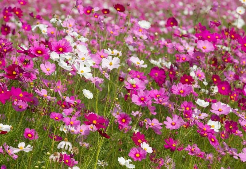 20 Super Easy To Grow Flowers For FirstTime Gardeners Gardening Chores