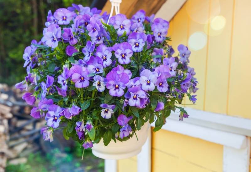 20 Super Easy To Grow Flowers For FirstTime Gardeners Gardening Chores