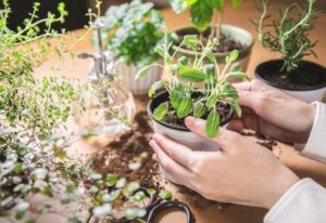 12 Container Herb Gardening Mistakes You’re Making (And How To Fix Them)