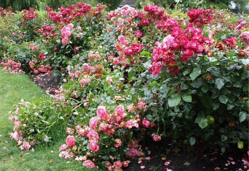 15 Gorgeous Varieties Of Floribunda Roses Your Garden - Gardening Chores