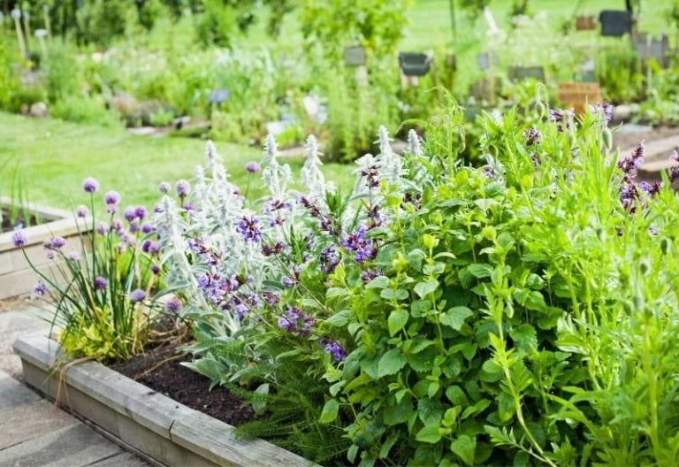 20 Perennial Herbs You Can Plant Once and Harvest Year after Year