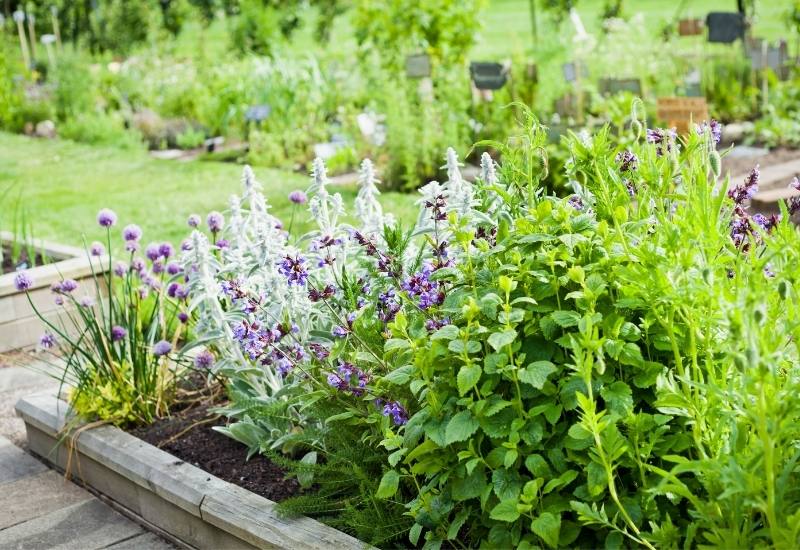 20 Perennial Herbs You Can Plant Once And Harvest For Years