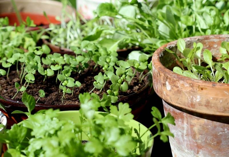3 Great Reasons To Start Herbs From Seed
