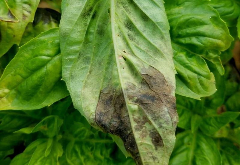 Basil Leaves Turning Black: Identifying And Treating Black Spots On Basil